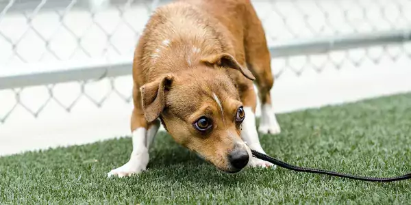 dog lowers head and stares