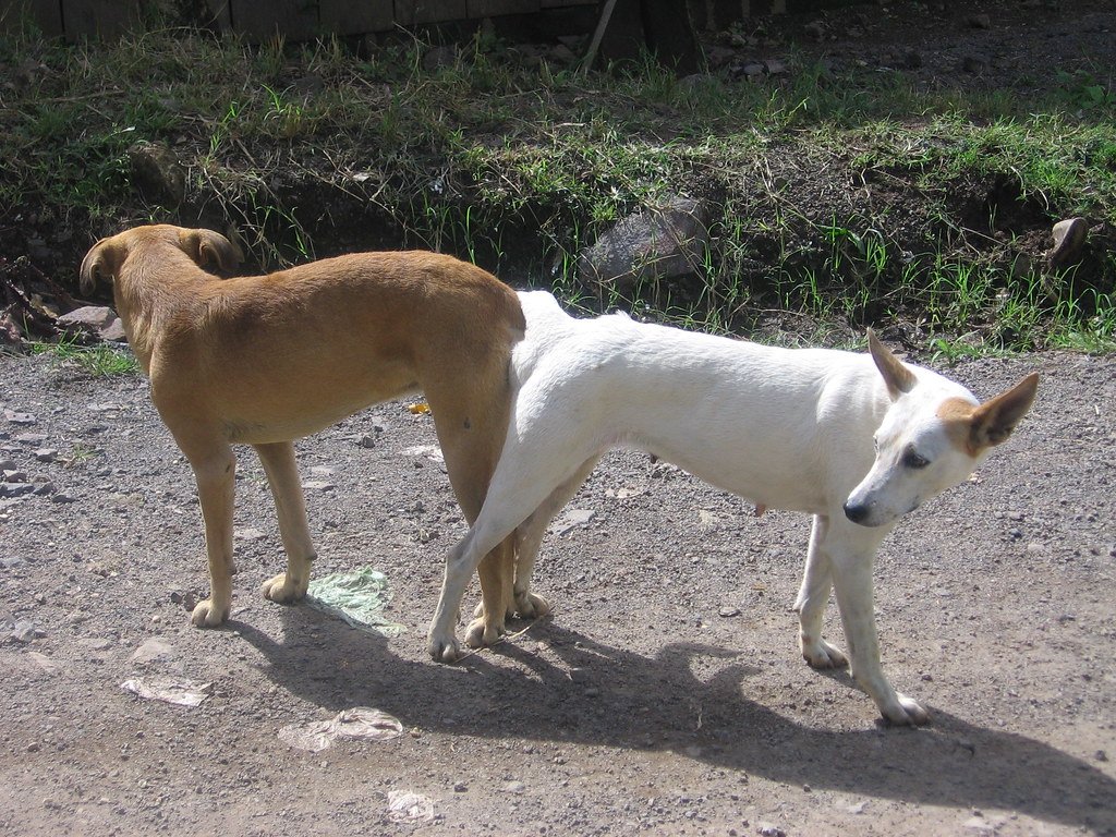 dogs stuck together