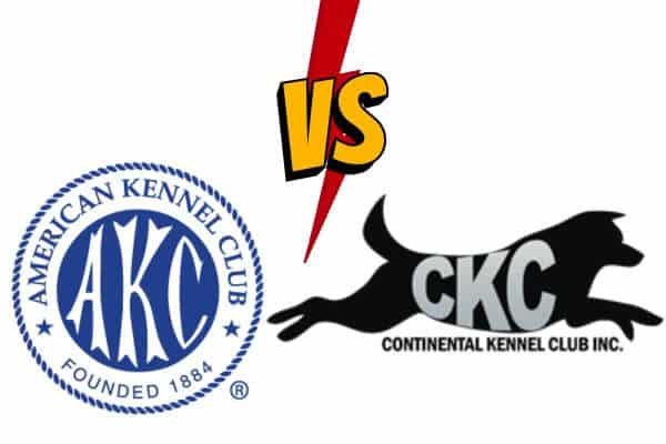 Akc-vs-ckc-.jpg