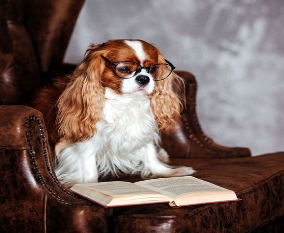 Cavalier King Charles Spaniels