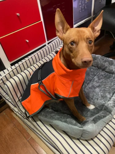 Warm Waterproof Large Dog Jacket photo review