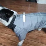 Reflective Rainproof Dog Winter Jacket photo review
